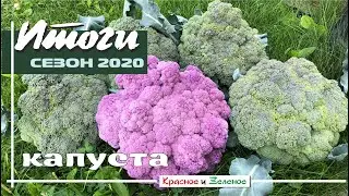 Капуста  2020. Итоги сезона