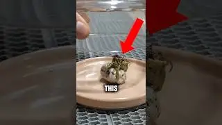 Did a Meteorite Bring Alien Life to Earth?