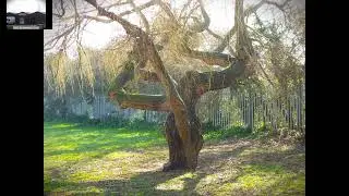Walk 163 One Mile Further, to East Beach, Shoeburyness. MOD, Residential, Tree and, plants