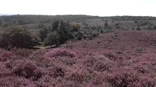 Bloeiende heide op de Posbank