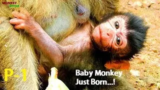 Congrats monkey Dana, Welcome new baby monkey, Dana Just give birth in Amari group