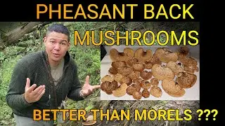 How to identify, harvest, and cook Pheasant Back Mushrooms