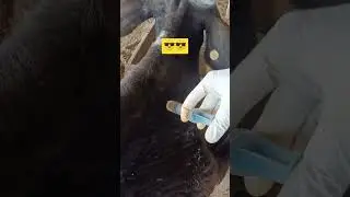 Fastest I/M | Intramuscular injection | Cattle | #animals #bvscah #veterinary #cowvideos #injection