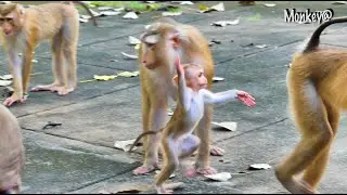 Wow, amazing..! Baby MORA is very brave, he goes to touch his father​ the buttocks.