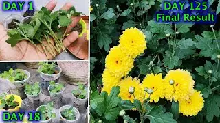 गुलदाउदी के कटिंग लगाने का यही है सबसे सही तरीका || गुलदाउदी के सैकड़ो फूलों के लिए क्या करें ?