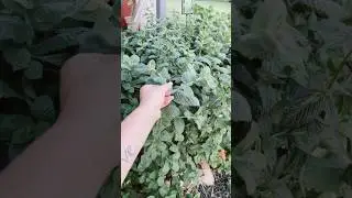 Wild mint taking over my garden&hellip; planted a small bunch last year 😅🖤 #mintplant #wild #shorts #cool
