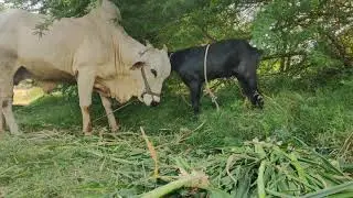 black goat vs Ongole breed bull friendship