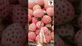 Pineberry - Raw Food Facts