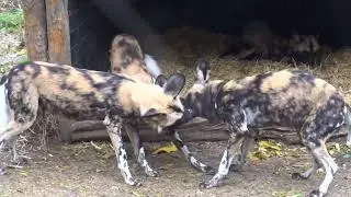 African Wild Dogs (Painted Wolves) playing, submissive and dominance behaviour
