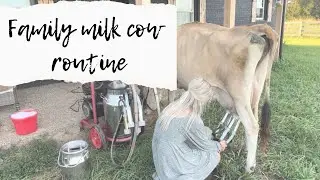 Family Milk Cow Routine