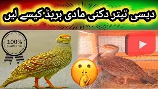 Desi teetar  dakni mada breed kaise len || teetar breeding tips(@hamarashauqteetar)