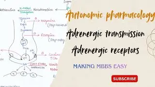  Adrenergic transmission and receptors (alpha and beta)