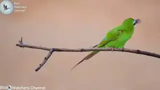 Bee Eaters eating bee