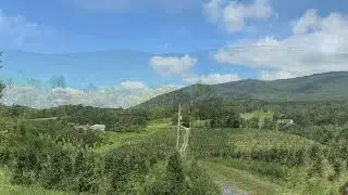Whitetop
