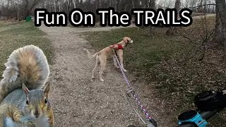 Spring Trails at Chickakoo Lake - Bikejoring Run