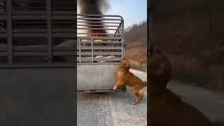🐕💪 Dog&rsquo;s Quick Thinking Saves Pigs From Fire 🚚🔥