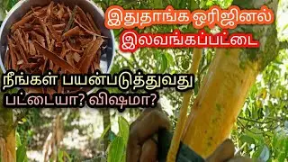 How to make home made karuva pattai / மரத்திலிருந்து இலவங்கப்பட்டை எடுப்பது எப்படி/