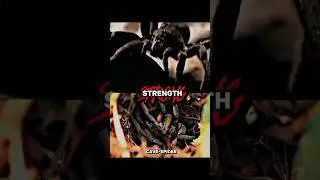 Spider Tournament part 4 [ Wolf Spider Vs Brazilian wandering Spider ] | battle edit.