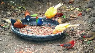 MIXED AVIARY BIRDS - CANARY, JAVA SPARROW, STRAWBERRY FINCH, ZEBRA FINCH, PARROT FINCH AND MORE