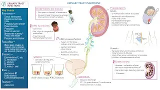 Complications of Cystitis inflammation of the bladder   Acute and Chronic Complications