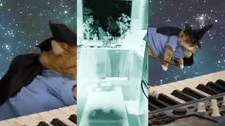 NOWloween!!!Keyboard Cat!