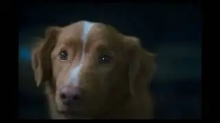 Dog Beats Hollywood Stars for Major Acting Award!