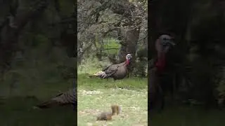Wild Turkey Running #turkey #wildlife #nature #bird #running #forest #tree #wild #beauty #aw HA12822