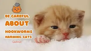 🐱CRITICAL Cat Care: Is This Silent Killer Hiding in Your Soil?