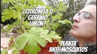 Planta que repele los MOSQUITOS. ¿Es geranio limón o CITRONELA?