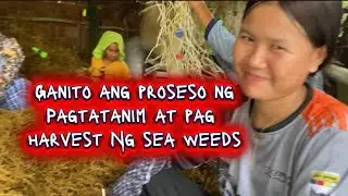 GANITO ANG PROSESO NG PAGTATANIM NG SEA WEEDS 