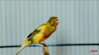 Canry most power Full | Canary singing || The canary's song is very melodious