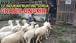 12 INDUKAN BUNTING SEMUA GRATIS ONGKIR SE JAWA
