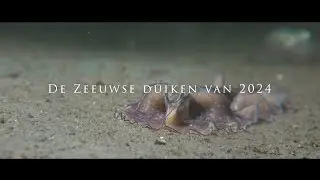 De Zeeuwse duiken van 2024