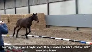 Pay Day: Pegase van 't Ruytershof x Bufero van Panishof