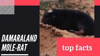 Damaraland mole-rat facts | Damara mole rat | Damaraland blesmol | burrowing rodent found Africa