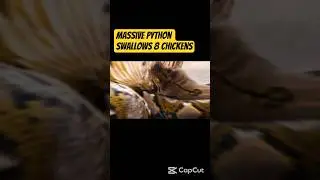 Massive Python Swallows 8 Chickens in China&rsquo;s Yuan Province