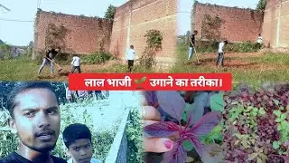 लाल भाजी उगाने का तरीका  | Lal bhaji ugane ka tarika |#mrsagarvermavlog #vlogs #kisan #myfirstvideo