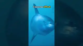 This Fish Can Lay 300 Million Eggs At A Time! #shorts