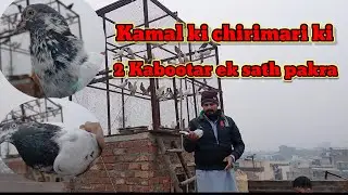 Kamal Ki Chidi Mari ki 2 Kabootar Ek sath pakra Ateeq AD vlogs