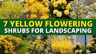 7 Yellow Flowering Shrubs That&rsquo;ll Brighten Up Your Garden 🌼🌼🌼