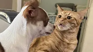CATS and DOGS: Unpredictable and Strange Behavior