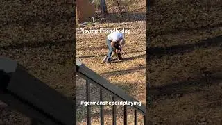 She is A Playful  Dog | #amazinggermansheperd #doghumanbestfriend #friendlydog | Its Richmae USA