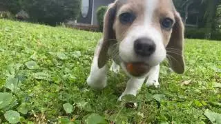 Miso - the cute beagle puppy carrying fruit