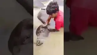 Punjab #flood #viral #shorts #short video