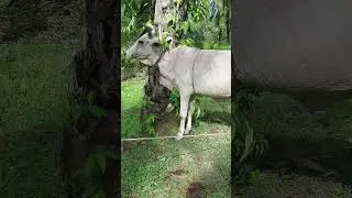 Sapi Potong Lembu Mbok Sapi Besar #cow #animals #shorts