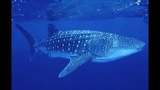 #3003 META~WHALE IGT PROJECT ZOOM SESSION TIGER TEAM INDIA