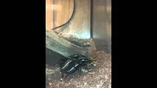 Anthia cinctipennis feeding / mating
