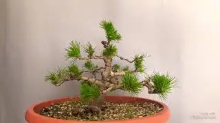 Pinus mugo bonsai 2018 autumn