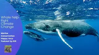 Whales Fight Climate Change