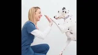 A modern veterinary healthcare provider